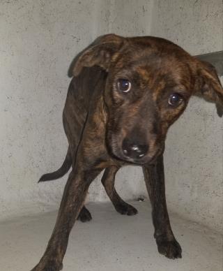<u> Mix-Bred TENNESSEE TREEING BRINDLE HOUND Male  Young  Puppy  (Secondary Breed: BLEND)</u>