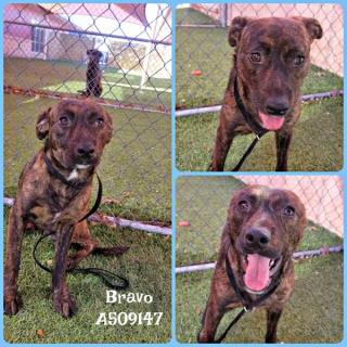 <u> Mix-Bred TENNESSEE TREEING BRINDLE HOUND Male  Young  Puppy  (Secondary Breed: BLEND)</u>