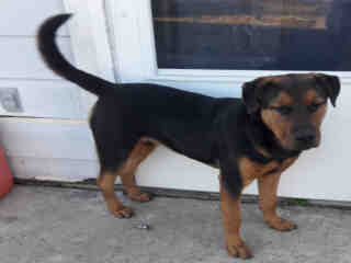 <u> Mix-Bred ROTTWEILER Male  Young  Puppy  (Secondary Breed: BLEND)</u>