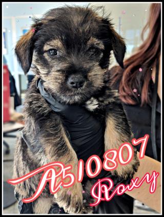 <u> Mix-Bred CAIRN TERRIER Female  Young  Puppy  (Secondary Breed: BLEND)</u>