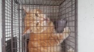 <u> Mix-Bred DOMESTIC SHORTHAIR Male  Adult  Cat </u>