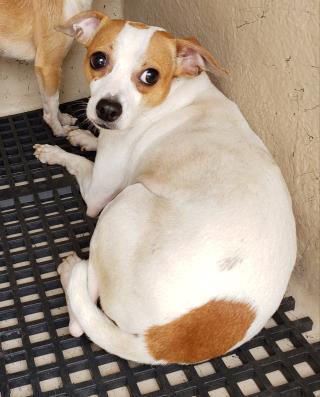 <u> Mix-Bred TERRIER Male  Adult  Dog  (Secondary Breed: CHIHUAHUA - SMOOTH COATED)</u>