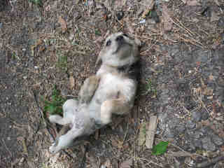 <u>AUSTRALIAN CATTLE DOG Female  Young  Puppy </u>