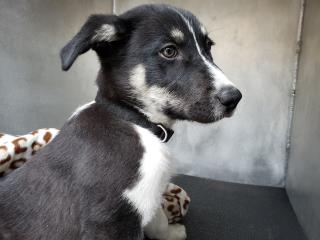<u> Mix-Bred COLLIE - SMOOTH Male  Young  Puppy  (Secondary Breed: BLEND)</u>